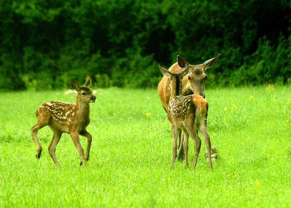 PASSIONE PER IL CERVO
